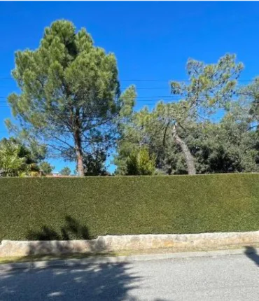 Poda de setos, frutales, encinas, parras, rosales. (1)